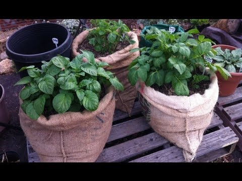 how to replant potatoes