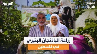 يناسب وصفات الطهي المختلفة.. جولة على زراعة الباذنجان البتيري من قرية بتير الفلسطينية يناسب وصفات الطهي المختلفة.. جولة على زراعة الباذنجان البتيري من قرية بتير الفلسطينية