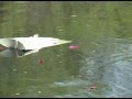 Green urn shown in a water burial ceremony... it is a boomer biodegradable cremation urn