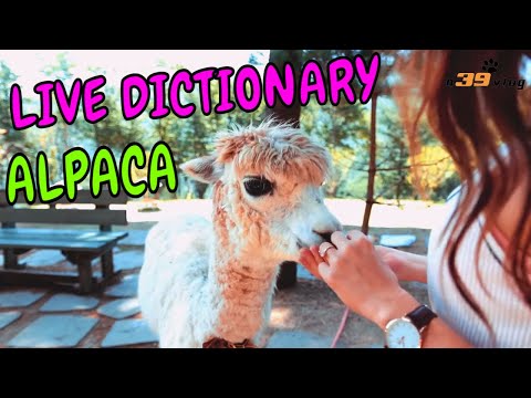 Lạc Đà Alpaca - Live Dictionary