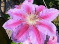 Clematis.wmv
