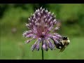 bosworth plays debussy clair de lune audio version