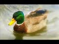 bosworth plays debussy clair de lune audio version