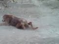 ComanDOG ComanDOG