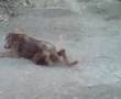 ComanDOG