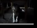 うたう犬動画