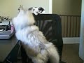 Persian Kitty playing with our new kitten