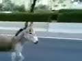 Bhim (himar) - El ghorba s3iba w ghaddara.mp4