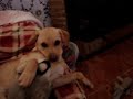 Puppy playing