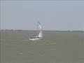 Sailboats starting a race