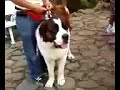 kc alop sa baguio city with dogie