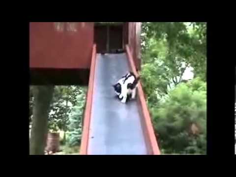 Funny Cats Video - Cats Pictures