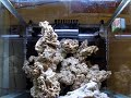 Reef Tank Time Laps Reef Tank Time Laps