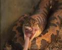 Gongylophis colubrinus loveridgei