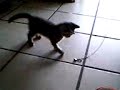 Video 0113.3gp