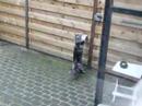 Bullet in de Sneeuw en als Acrobaat