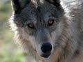 Sarah Palin and the Wolves Sarah Palin and the Wolves