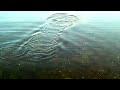 SALMON GOING UP RIVER