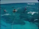 Shark Repellent