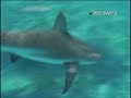 Shark Repellent