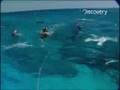 Shark Repellent