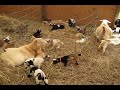 Baby Goats