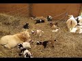 Baby Goats
