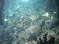 poissons du recif d'Ellaidhoo (suite)