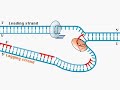 Replicación ADN