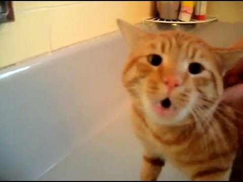 Gato habla para no tomar una ducha