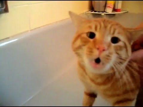 Official Video: Cat Bath Freak Out -Tigger the cat says 'NO!' to bath