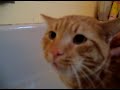 Gato habla para no tomar una ducha