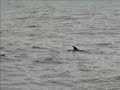 Dolphins with out edition Nuqui Choc�