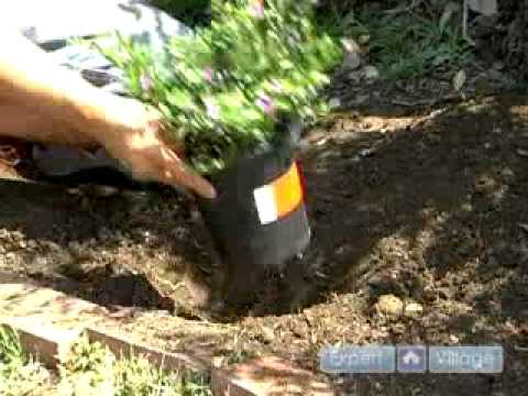 how to plant heather