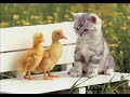 Mike Monday - I Dream Of Ducks Mike Monday - I Dream Of Ducks
