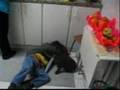 Labrador Retriever video