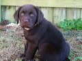 Kodiak, the Chocolate Lab puppy