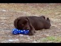 Kodiak, the Chocolate Lab puppy