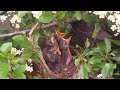 Blackbirds Nesting With Chicks2
