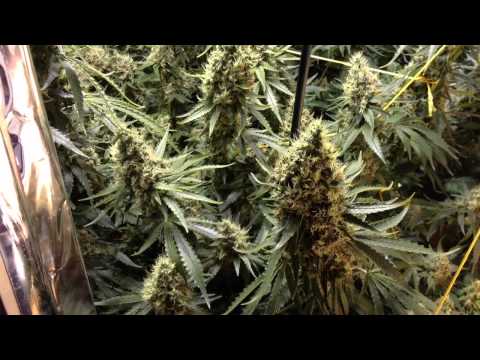 how to grow mk ultra