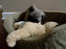 Thunder T --  5 week old Fawn Pug --  part 2