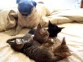 Pugsly Meows Pugsly Meows