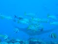 Manta Rays At Fushivaru Thila