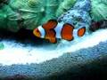Clownfish