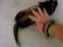 my little ferret and me playing in the morning..she is sooo cute!