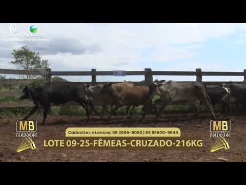 547� LEIL�O VIRTUAL MB LEIL�ES