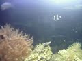 Meu aquário marinho de 28 litros 