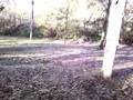 four wheeler wheelie