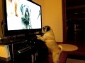 pug watches vw's the bark side