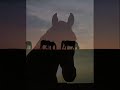 Man from snowy river, Jessica\ Man from snowy river, Jessica\